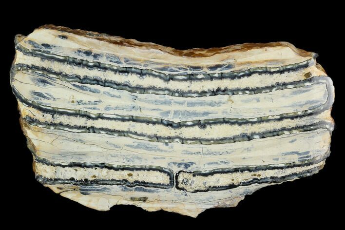 Polished Mammoth Molar Section - South Carolina #125526
